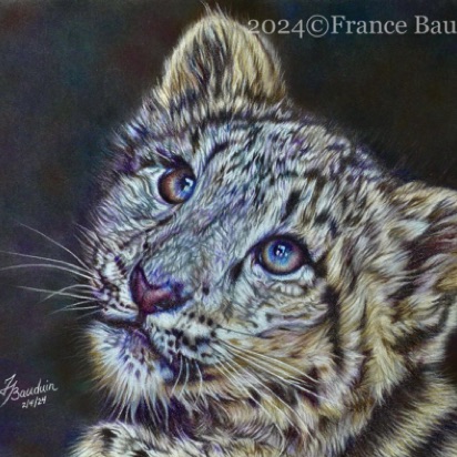 Snow Leopard cub - 26 hours
Blue Pastemal
9.5" x 12.5"
Ref: My own photo Snow Leopard cub - 26 hours
Blue Pastemal
9.5" x 12.5"
Ref: My own photo